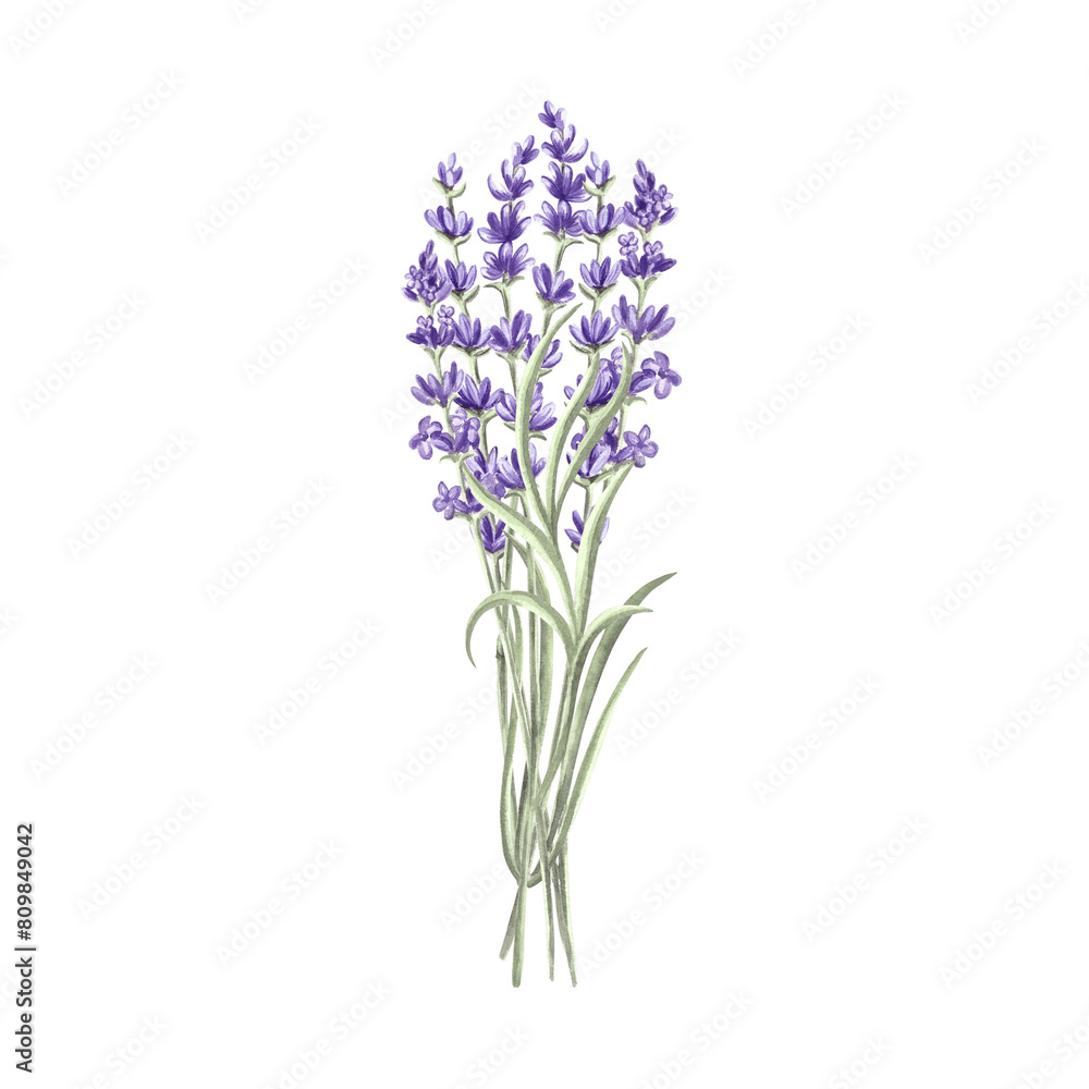 Naklejka premium Lavender flowers bunch purple, spring watercolor illustration. Isolated hand drawn provence floral bouquet. Botanical drawing template for card, printing packaging or tableware, textile, embroidery.