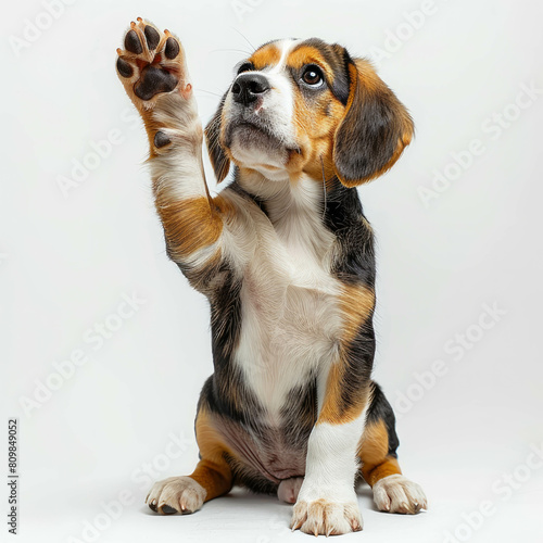 A realistic beagle lifts one paw to high five, showing obedience and joy. AI generative technology enhances pet photography. photo