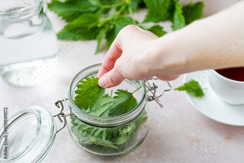 A woman's hand putting freshly picked nettle leaves in a glass jar on white table. Weight loss and detox. Alternative medicine. top view 