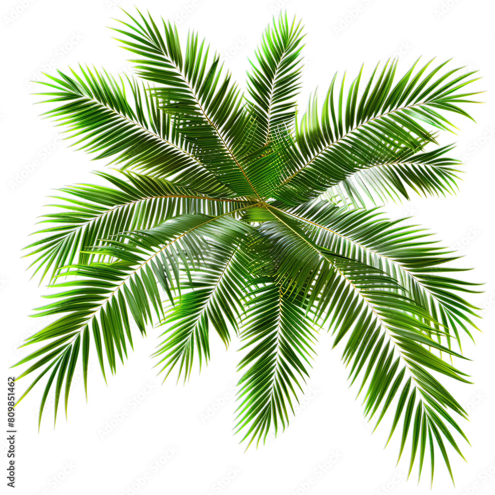Naklejka premium palm tree isolated on white