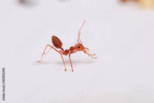 Red ant on a white background close-up. Macro photography.