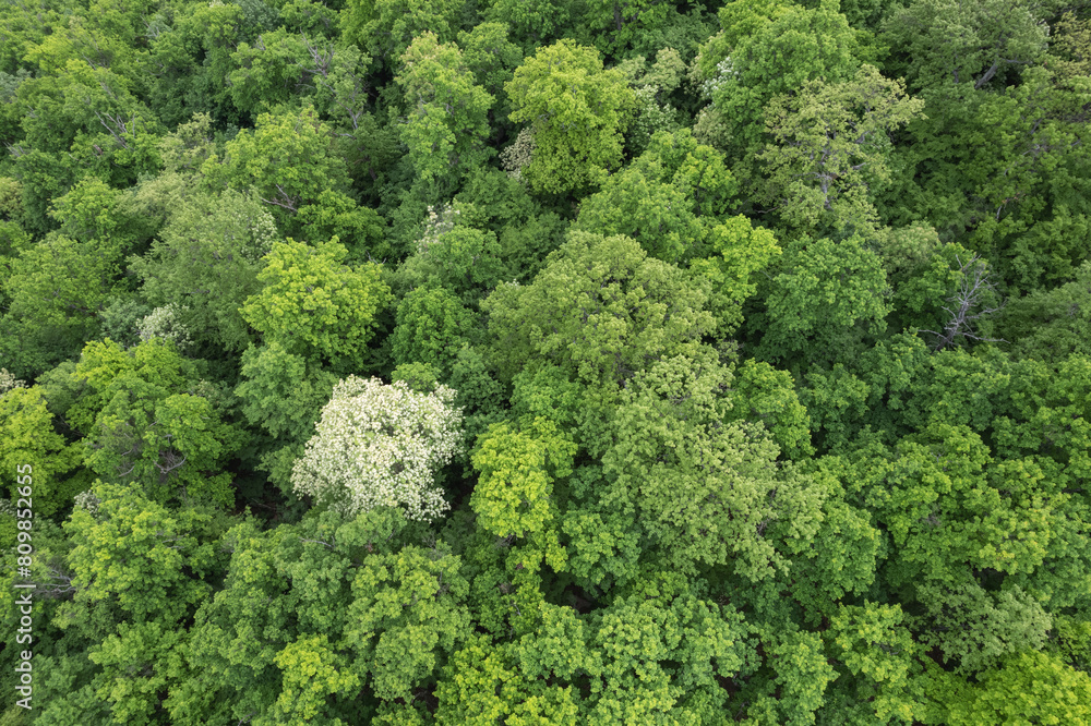 Aerial landscape over the green forest, in springtime Aerial landscape over the green forest, in springtime