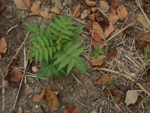 地面に生えるニワウルシ