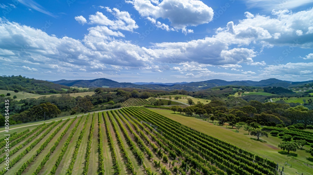 A bird's-eye view of a large vineyard A bird's-eye view of a large vineyard