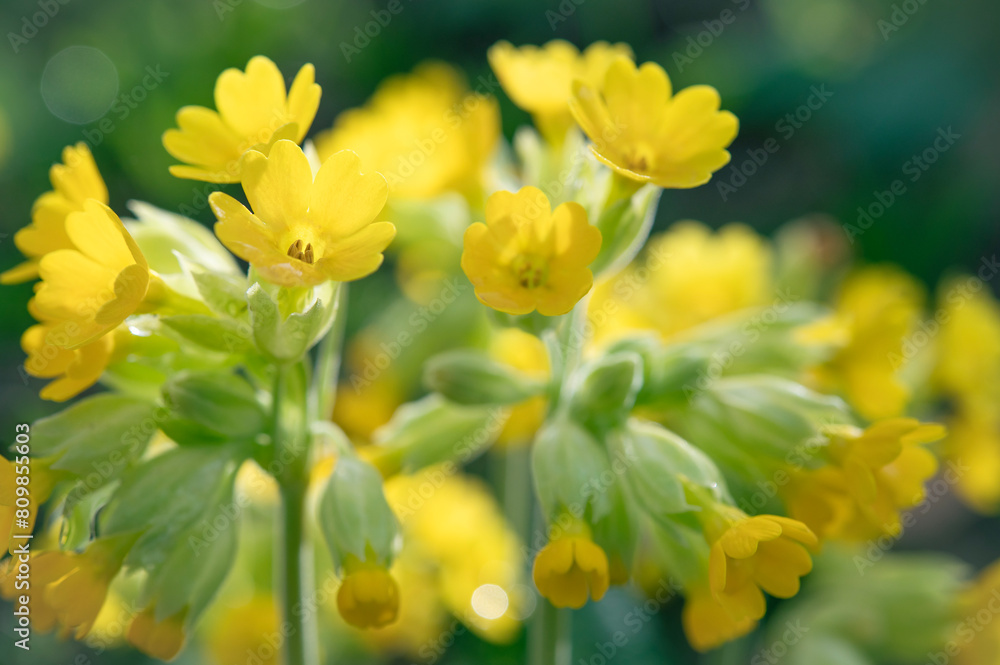 Perennial garden flower Primula veris with yellow petals close-up. Floral beautiful background with flowering plants, macro, selective focus. Perennial garden flower Primula veris with yellow petals close-up. Floral beautiful background with flowering plants, macro, selective focus.