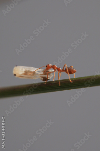 Red ant on a white background close-up. Macro photography.