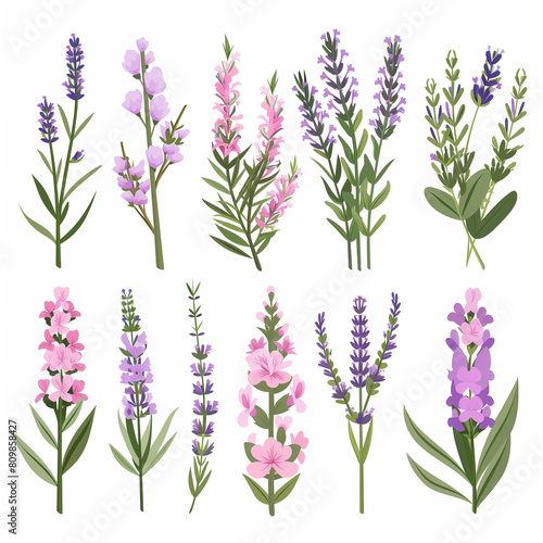 Lavenders, Provence flowers set. French floral herbs with pink and violet blooms. Simple flat collection of Lavandula photo