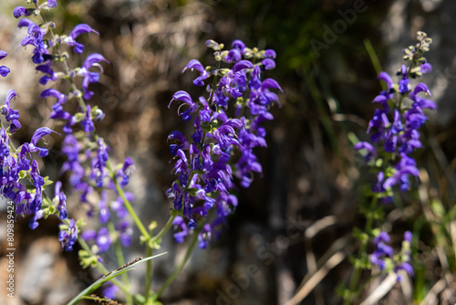 Fotografía vista macro di vari fiori selvatici color viola intenso, di giorno, illuminati d