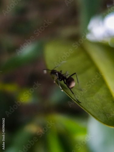Close-up of the ant on the leaf. Wild animals, insects with nature scene.