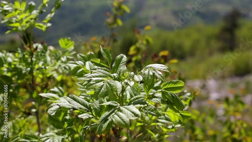 inquadratura ravvicinata che mostra una pianta dalle foglie verdi mentre viene mossa dal vento, di giorno, in un ambiente collinare naturale, in estate photo