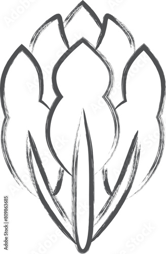 野菜筆書き単品イラスト　ほうれん草