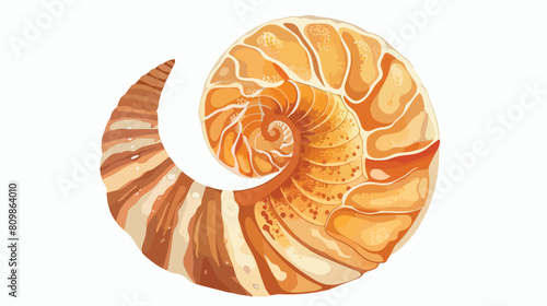 Spiral seashell mollusc. Marine twisted sea shell. Oc