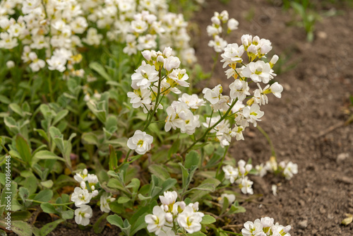 Mountain rock cress or Arabis Caucasica plant in Saint Gallen in Switzerland