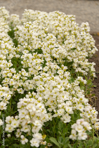 Mountain rock cress or Arabis Caucasica plant in Saint Gallen in Switzerland
