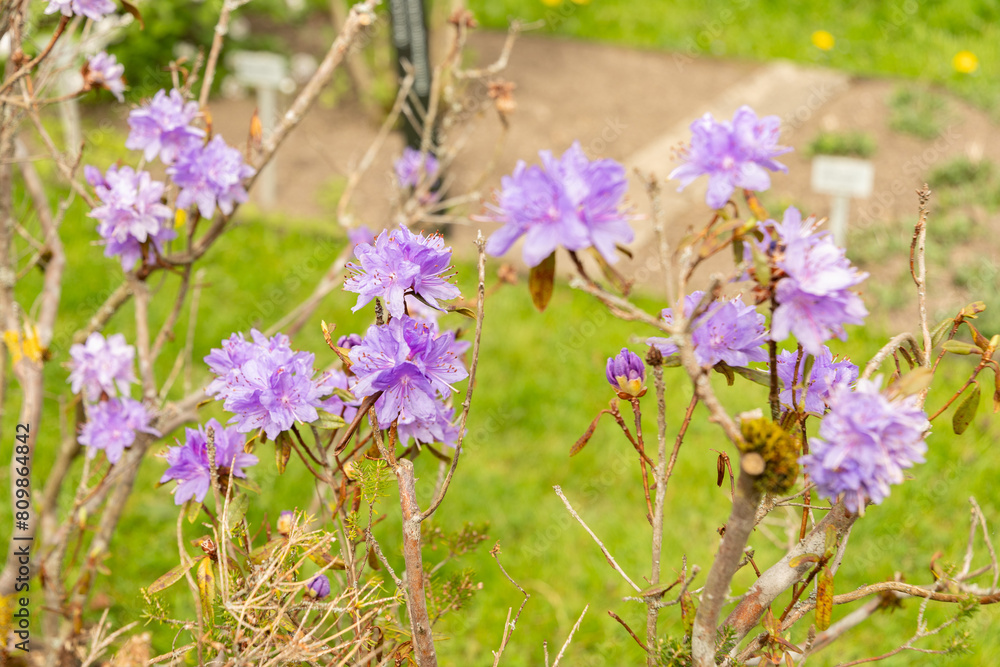 Naklejka premium Purplish blue rhododendron or Rhododendron Russatum plant in Saint Gallen in Switzerland