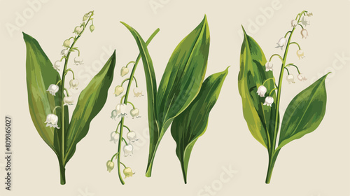 Lily of the valley realistic Four. Hand drawn buds le
