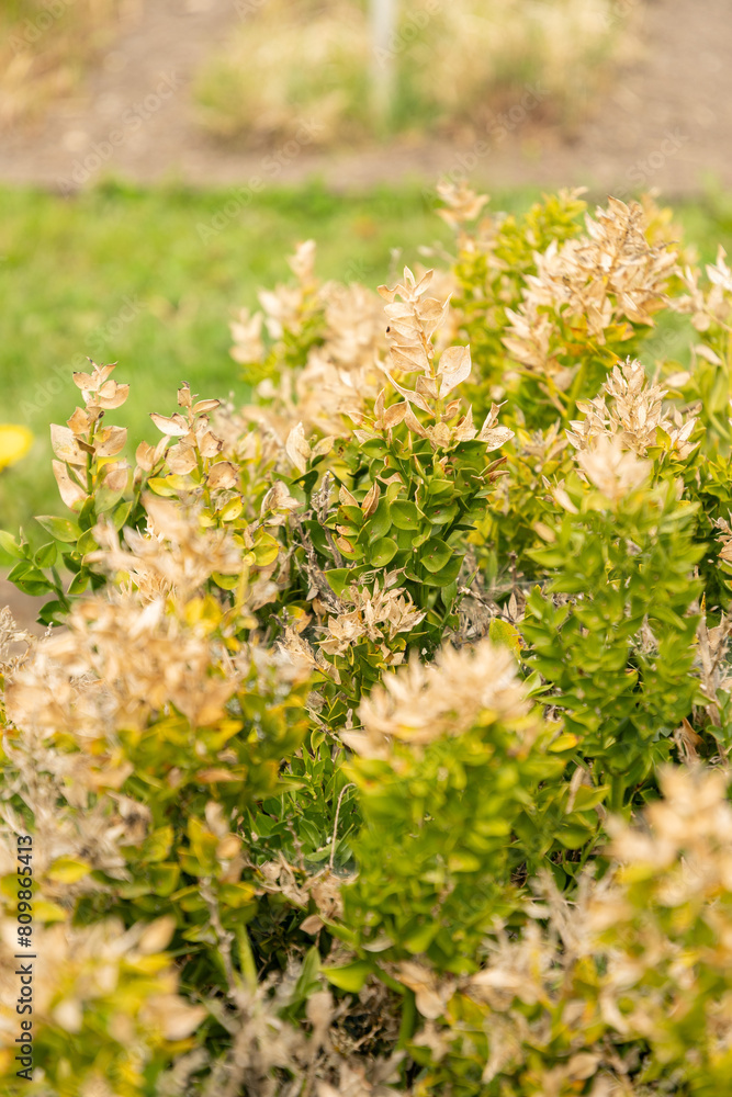 Obraz premium Butchers broom or Ruscus Aculeatus plant in Saint Gallen in Switzerland