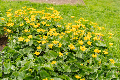 Marsh marigold or Caltha Palustris plant in Saint Gallen in Switzerland