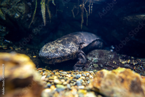 オオサンショウウオ