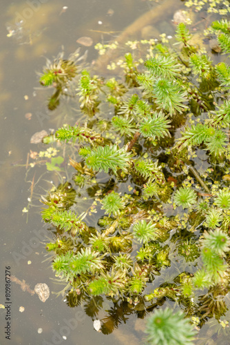 Mares tail or Hippuris Vulgaris plant in Saint Gallen in Switzerland