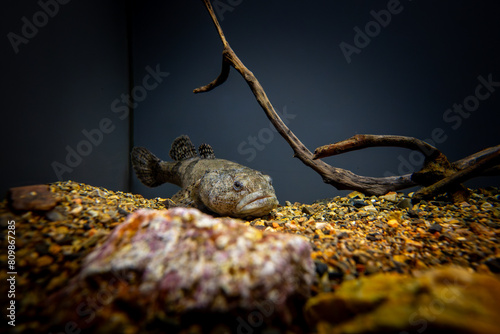 Obraz na płótnie 魚のドンコ w salonie