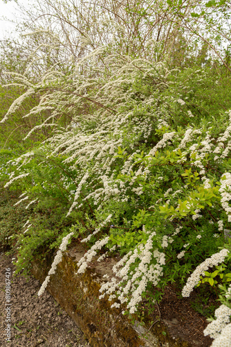 Spiraea X Cinerea plant in Saint Gallen in Switzerland