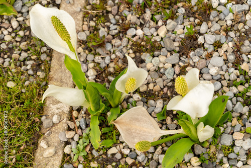 Asian skunk cabbage or Lysichiton Camtschatcensis plant in Saint Gallen in Switzerland photo