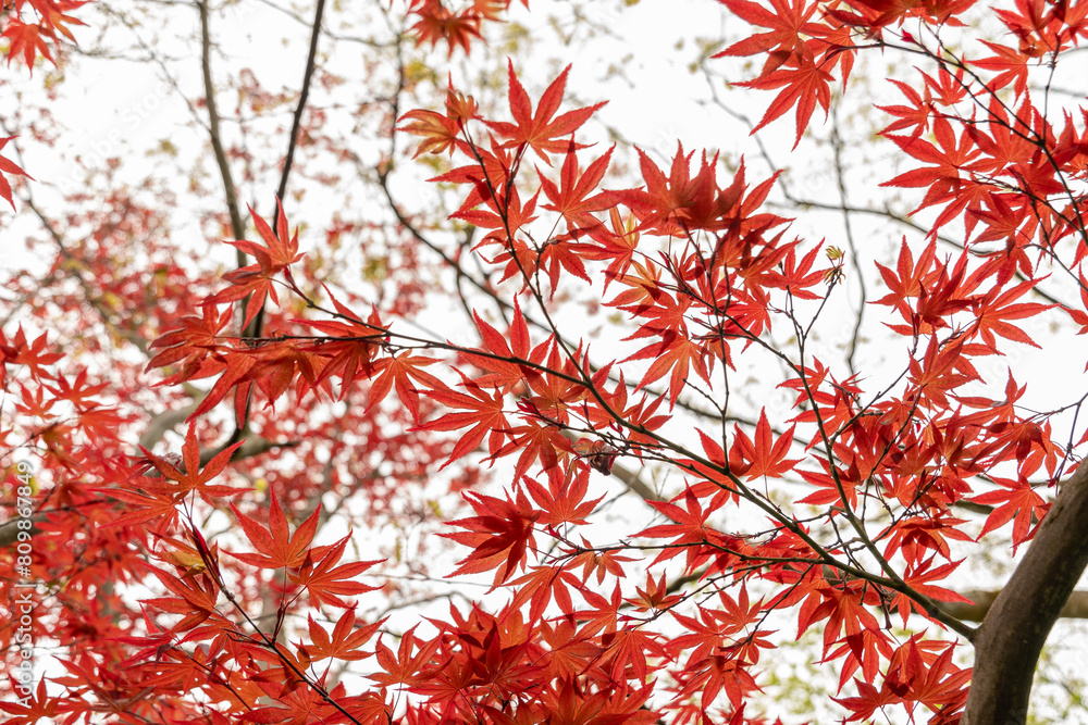 Japanese maple or Acer Palmatum tree in Saint Gallen in Switzerland Japanese maple or Acer Palmatum tree in Saint Gallen in Switzerland