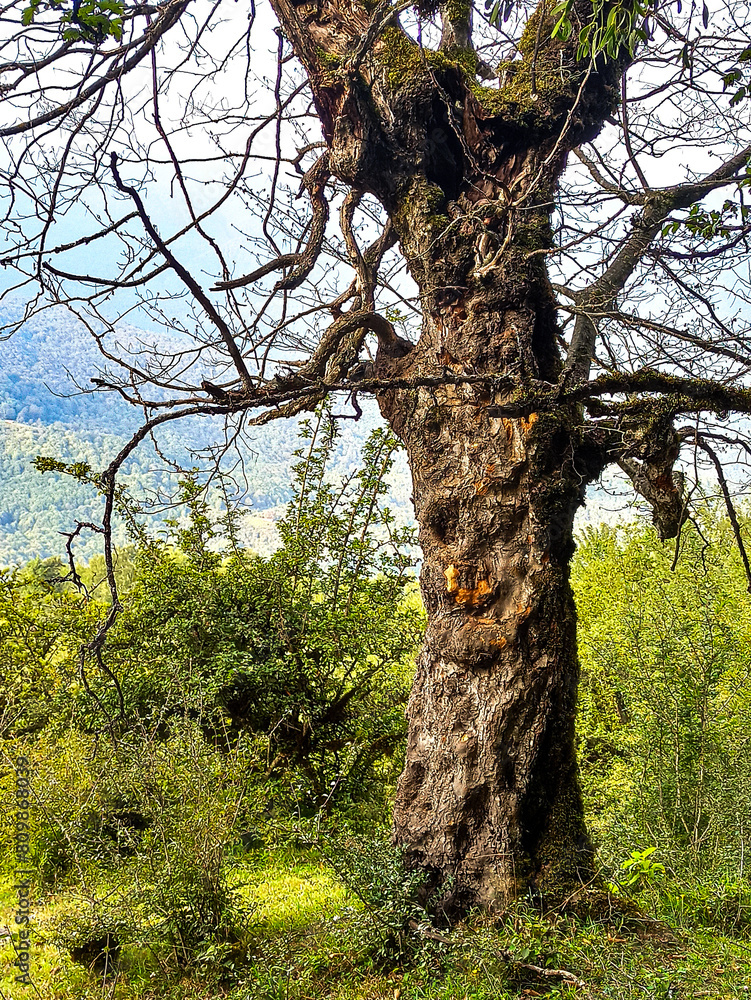 Fototapeta premium old oak tree
