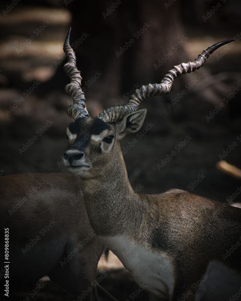 Fototapeta premium black buck with long antlers