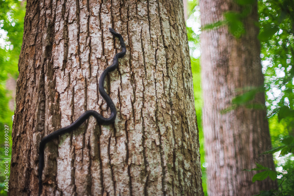 A rat snake climbs an old growth Tulip Poplar at the Joyce Kilmer Memorial Forest, North Carolina A rat snake climbs an old growth Tulip Poplar at the Joyce Kilmer Memorial Forest, North Carolina