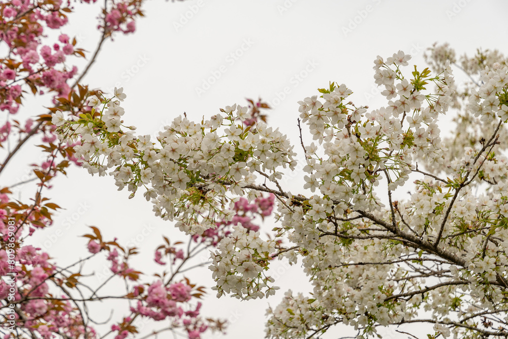 Japanese cherry Jo-nioi or Prunus Serrulata plant in Saint Gallen in Switzerland Japanese cherry Jo-nioi or Prunus Serrulata plant in Saint Gallen in Switzerland