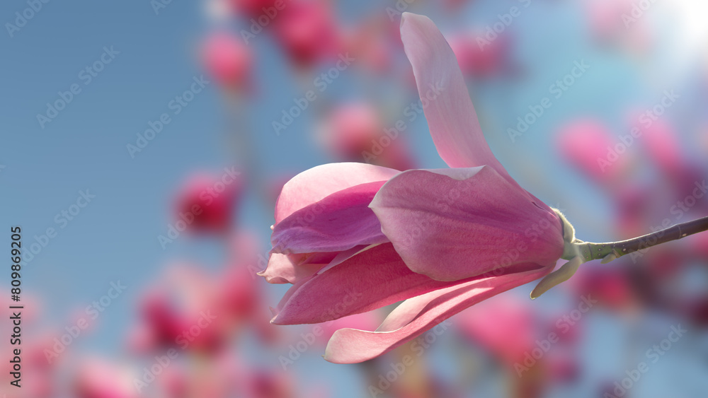 A single pink magnolia blossom framed by a clear blue sky. A single pink magnolia blossom framed by a clear blue sky.
