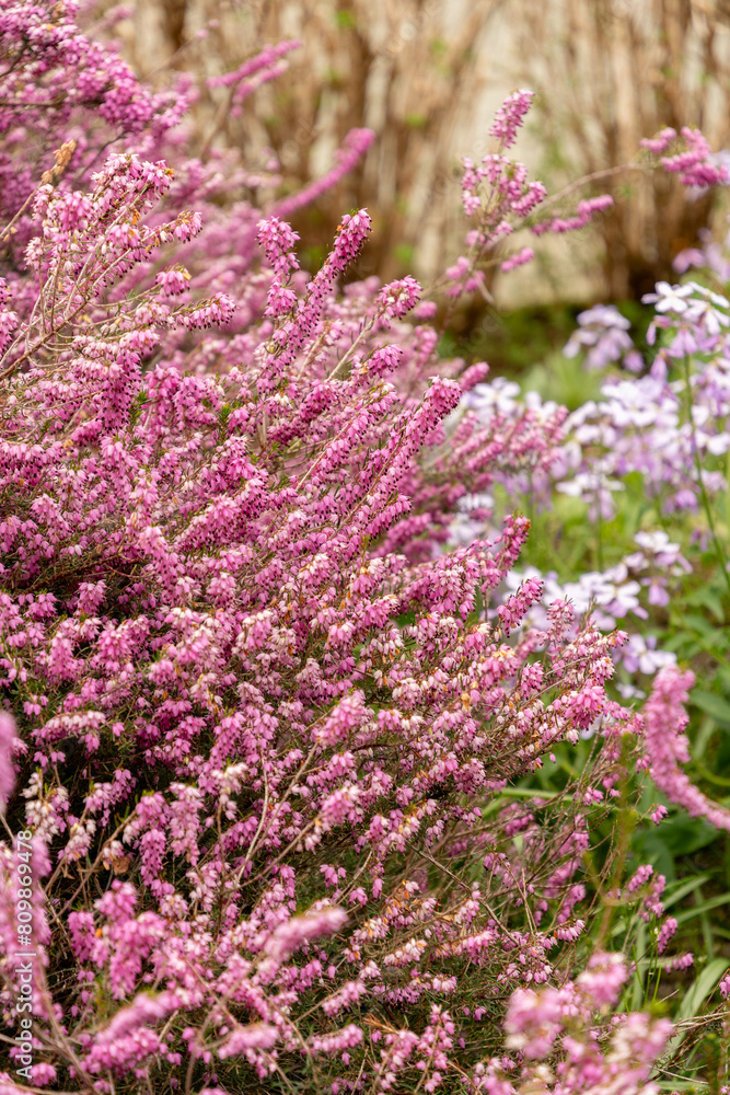 Obraz premium Darley dale heath or Erica X Darleyensis plant in Saint Gallen in Switzerland