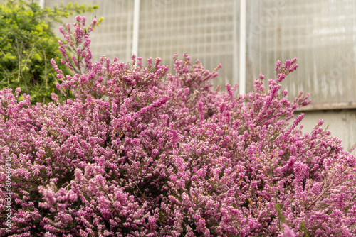 Darley dale heath or Erica X Darleyensis plant in Saint Gallen in Switzerland