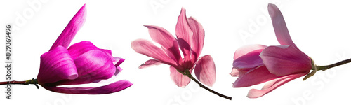 Close-Up View of a Pink Magnolia Flower in Full Bloom isolated on transparent background