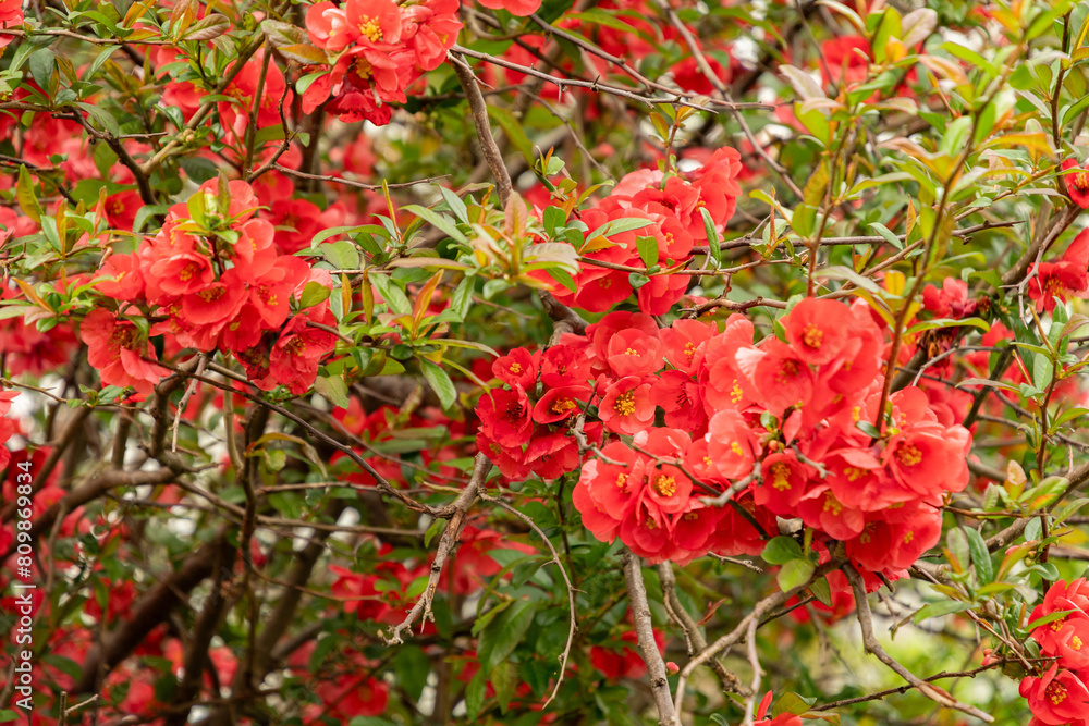 Chaenomeles Bastard Van Tol plant in Saint Gallen in Switzerland