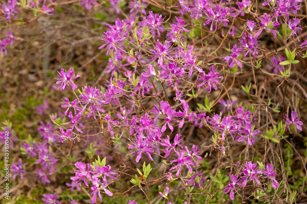 Western Azalea or Rhododendron Occidentale plant in Saint Gallen in Switzerland Western Azalea or Rhododendron Occidentale plant in Saint Gallen in Switzerland