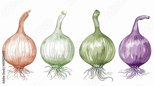 Natural organic onion in colorful and outline monochr photo