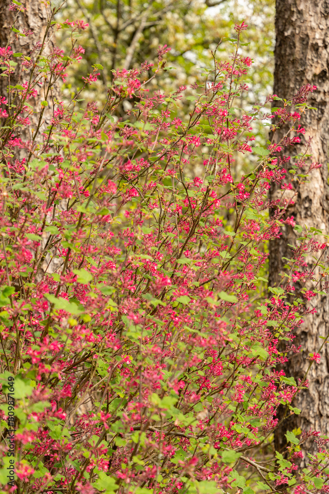 Red flower currant or Ribes Sanguineum plant in Saint Gallen in Switzerland Red flower currant or Ribes Sanguineum plant in Saint Gallen in Switzerland