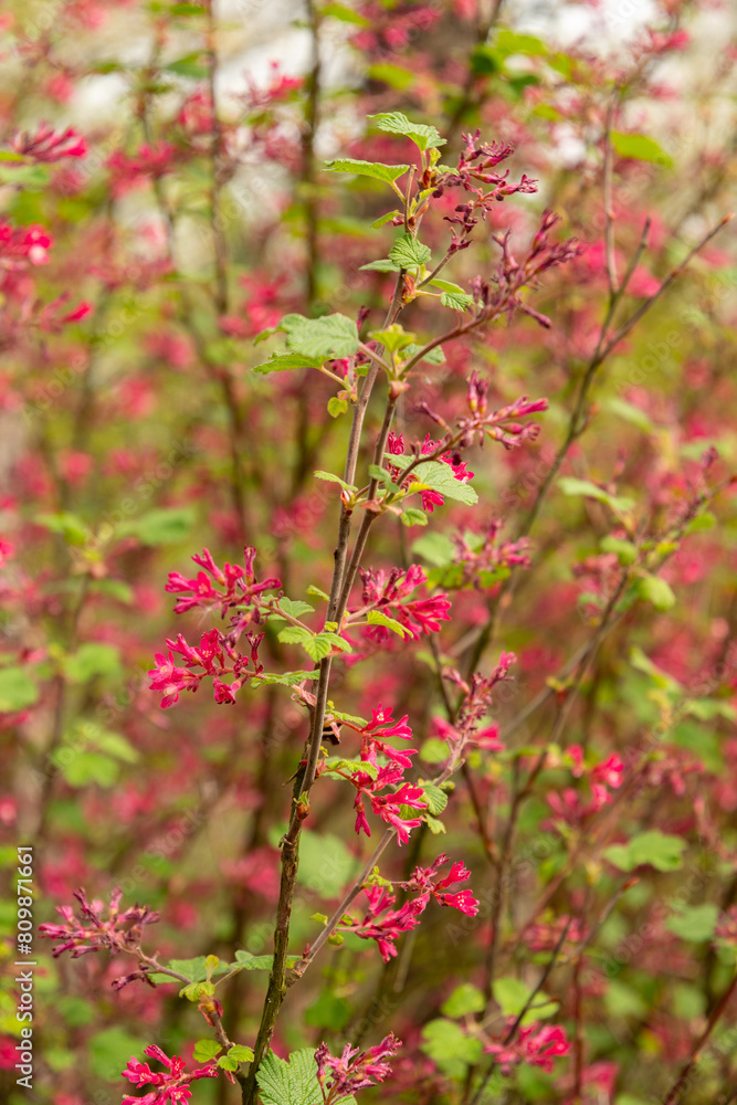 Red flower currant or Ribes Sanguineum plant in Saint Gallen in Switzerland Red flower currant or Ribes Sanguineum plant in Saint Gallen in Switzerland