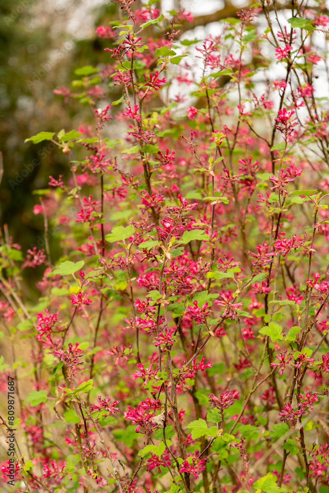 Red flower currant or Ribes Sanguineum plant in Saint Gallen in Switzerland Red flower currant or Ribes Sanguineum plant in Saint Gallen in Switzerland