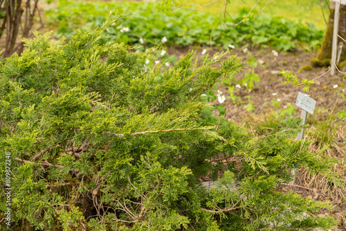 Savin juniper or Juniperus Sabina plant in Saint Gallen in Switzerland