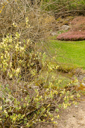 Halberd willow or Salix Hastata plant in Saint Gallen in Switzerland photo