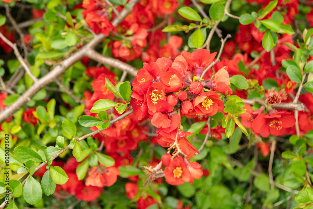Japanese quince crimson and gola or Chaenomeles X Superba plant in Saint Gallen in Switzerland Japanese quince crimson and gola or Chaenomeles X Superba plant in Saint Gallen in Switzerland
