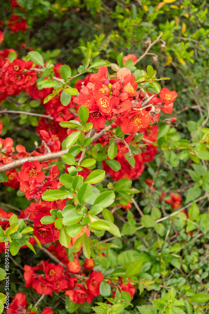 Japanese quince crimson and gola or Chaenomeles X Superba plant in Saint Gallen in Switzerland Japanese quince crimson and gola or Chaenomeles X Superba plant in Saint Gallen in Switzerland