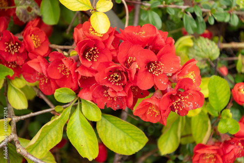 Japanese quince crimson and gola or Chaenomeles X Superba plant in Saint Gallen in Switzerland