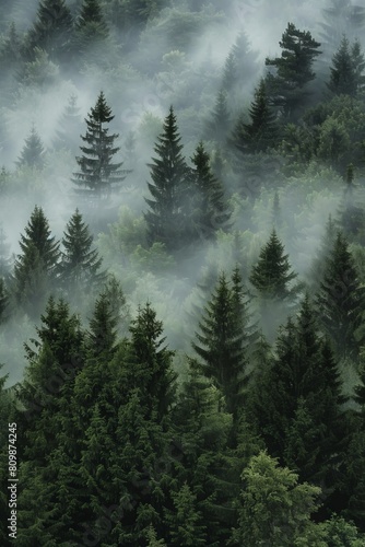 Misty foggy forest  fir mountains  natural mist landscape  dark woods view  mystery clouds on pine trees