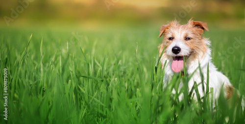 Happy panting dog sitting in the grass. Walking, hiking with pet, summer background or banner.