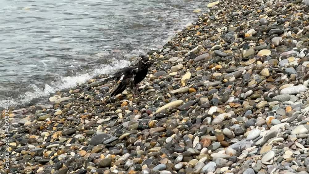 The bird got wet on the pebble seashore. The bird got wet on the pebble seashore.